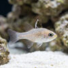Frostfin Cardinal