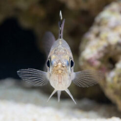 Alternative view of Frostfin Cardinal