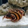 Fu Manchu Lionfish