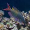Fulsilier Damsel
