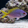 Fusilier Blue and Yellow