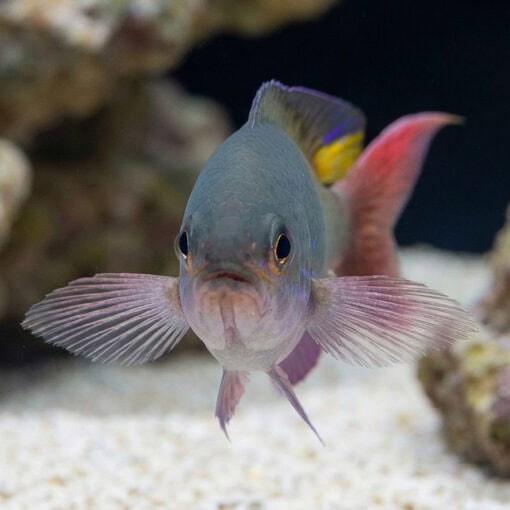 Fulsilier Damsel - Image 2