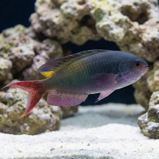 Fulsilier Damsel - Image 3