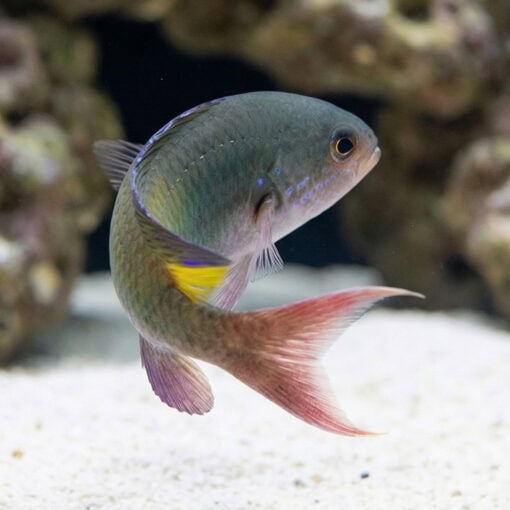 Fulsilier Damsel - Image 4