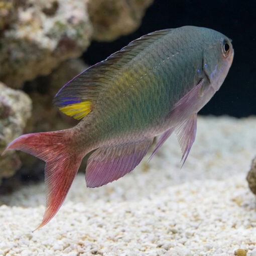 Fulsilier Damsel - Image 5