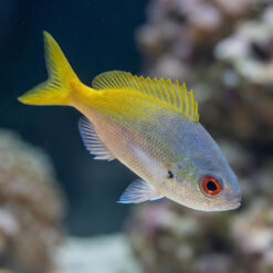 Fusilier Deep-bodied Yellowtail