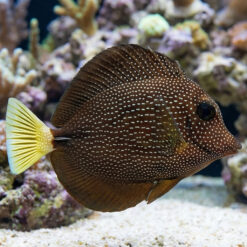 Gem Tang