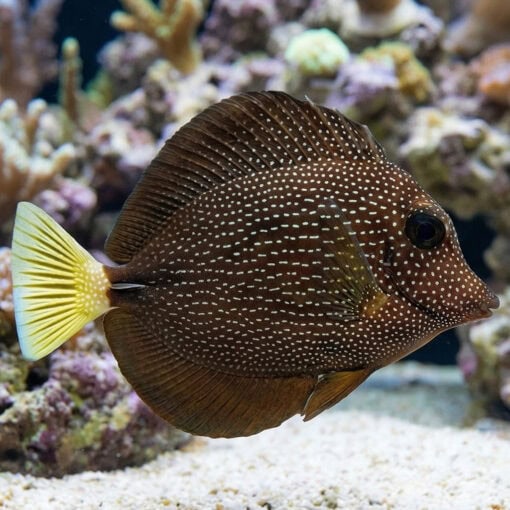 Gem Tang
