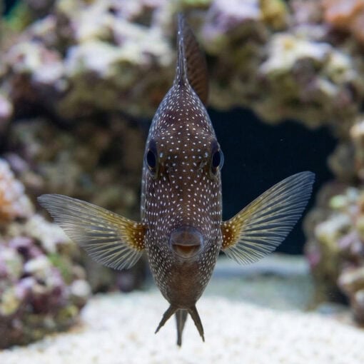Gem Tang - Image 2