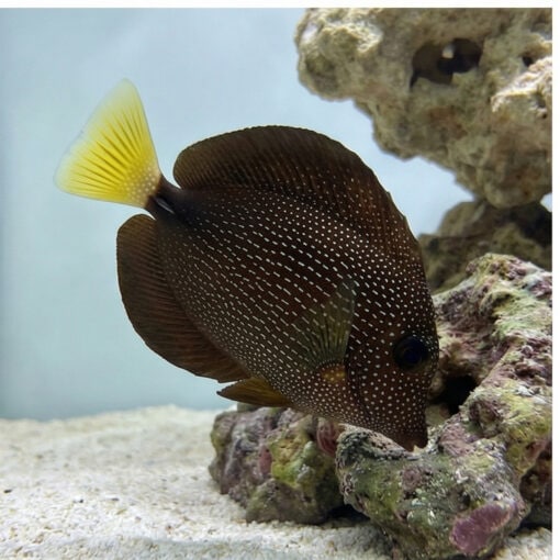 Gem Tang - Image 3