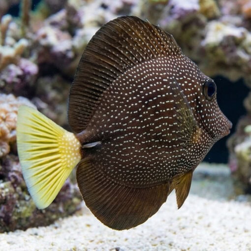 Gem Tang - Image 4