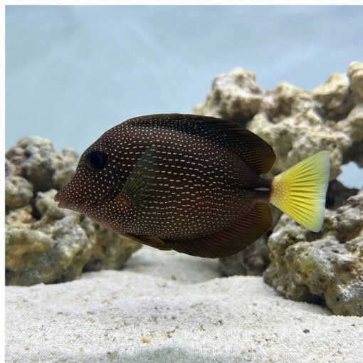 Gem Tang - Image 5