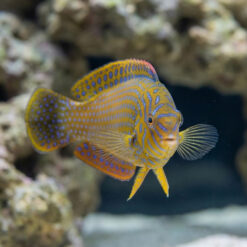 Alternative view of Potters Wrasse