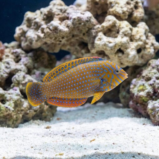 Potters Wrasse - Image 3