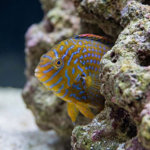 Potters Wrasse - Image 4