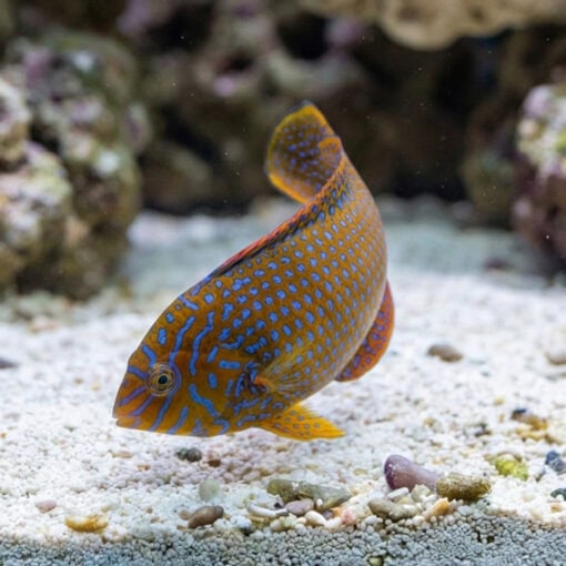 Potters Wrasse - Image 5
