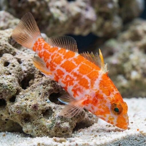 Geometric Pygmy Hawkfish
