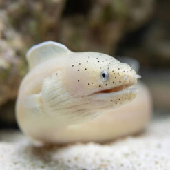 Ghost Ribbon Eel
