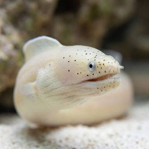 Ghost Ribbon Eel
