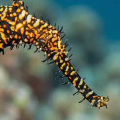 Alternative view of Ornate Ghost Pipefish