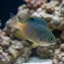 Giant Damsel
