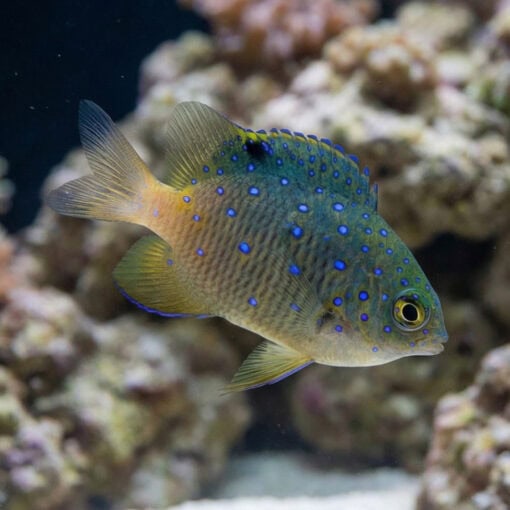 Giant Damsel