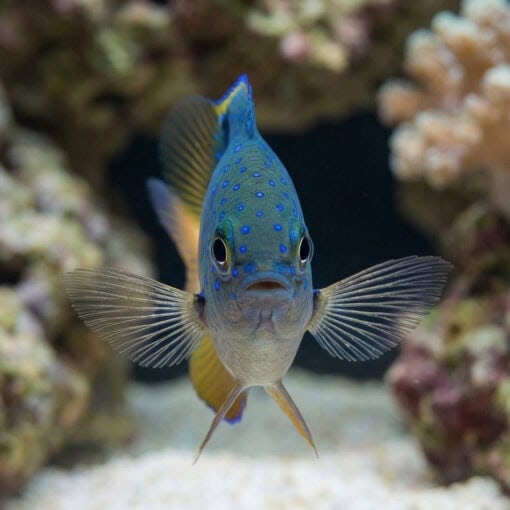Giant Damsel - Image 2