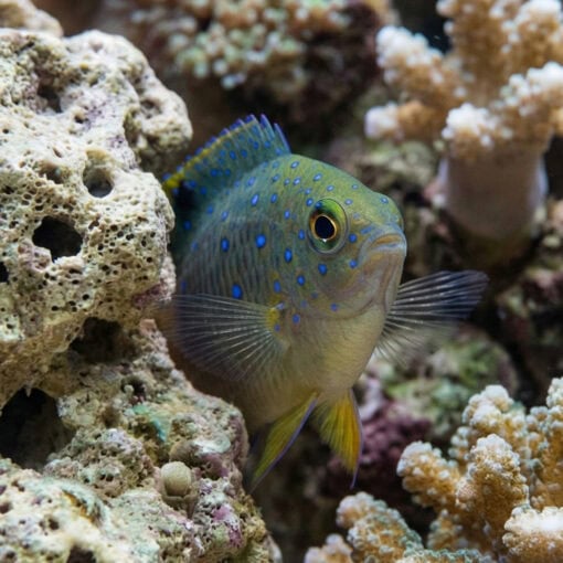 Giant Damsel - Image 4