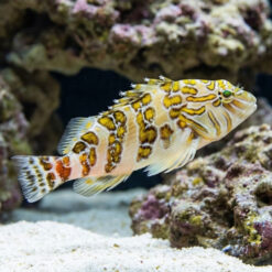 Giant Hawkfish
