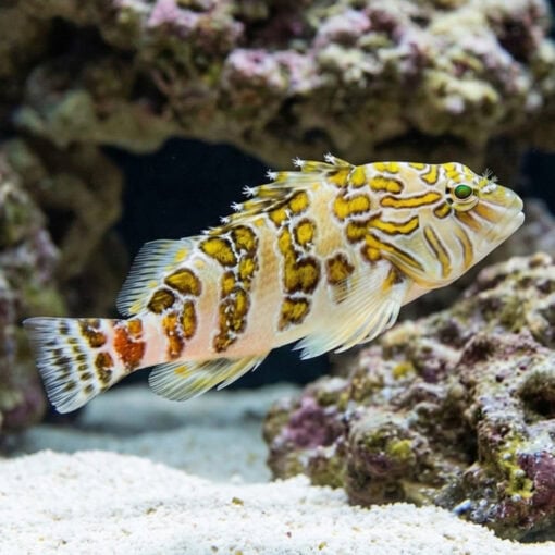 Giant Hawkfish