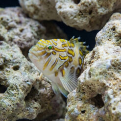 Alternative view of Giant Hawkfish