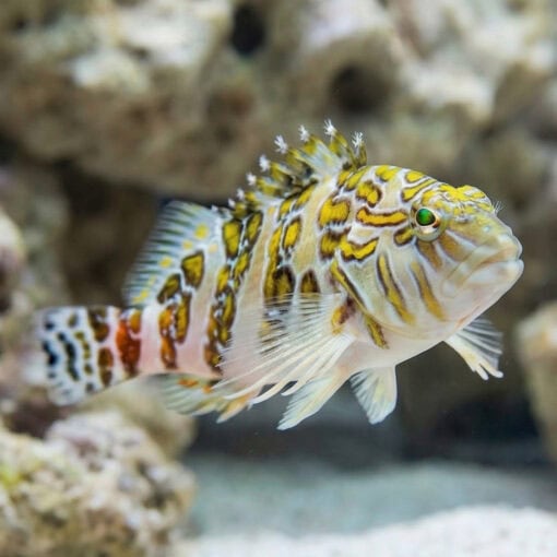 Giant Hawkfish - Image 3