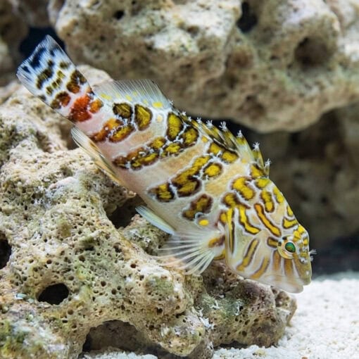 Giant Hawkfish - Image 4