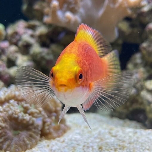 Balteatus Fairy Wrasse - Image 2