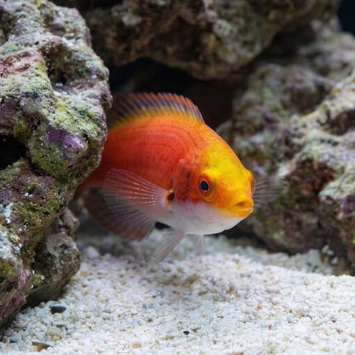 Balteatus Fairy Wrasse - Image 5