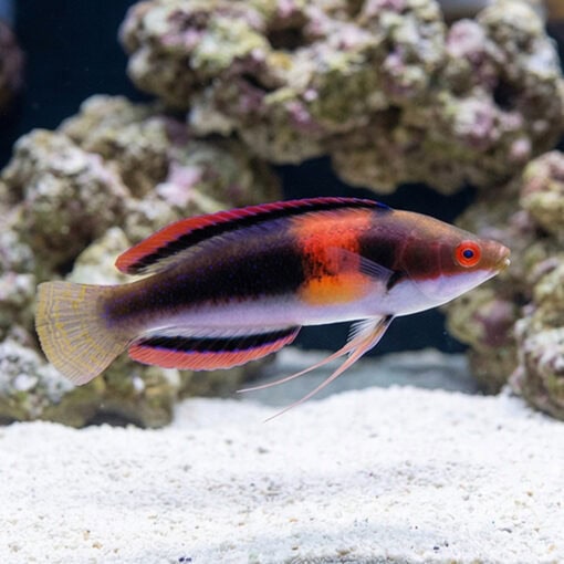 Balteatus Fairy Wrasse - Image 3