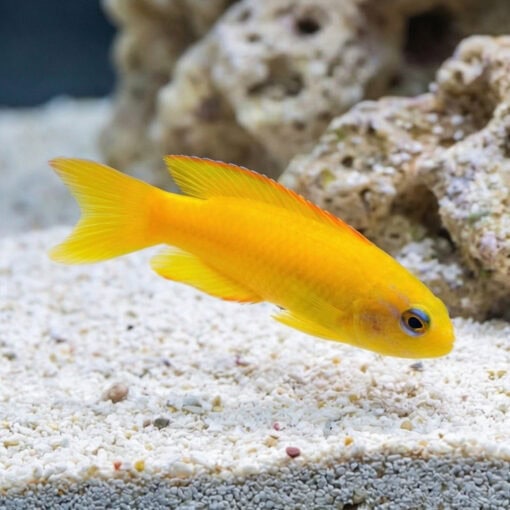 Yellow Assessor - Image 3