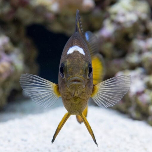 Golden Domino Damsel - Image 2