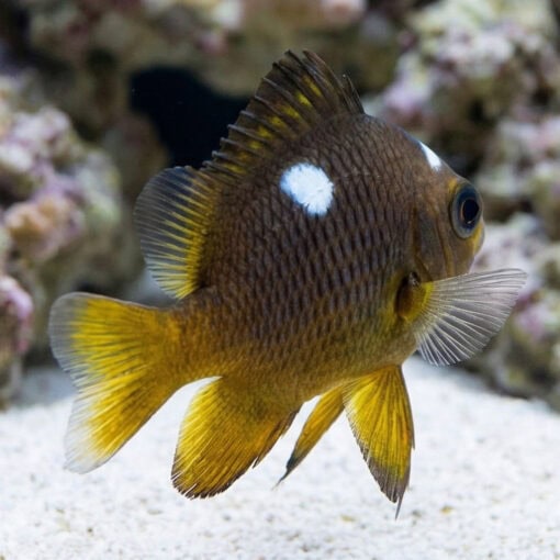 Golden Domino Damsel - Image 4