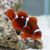 Gold Dot Maroon Clownfish: Captive Bred