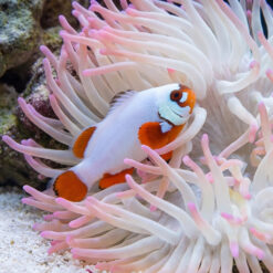 Alternative view of Gold Nugget Maroon Clownfish: Captive Bred
