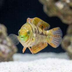 Alternative view of Finspot Wrasse