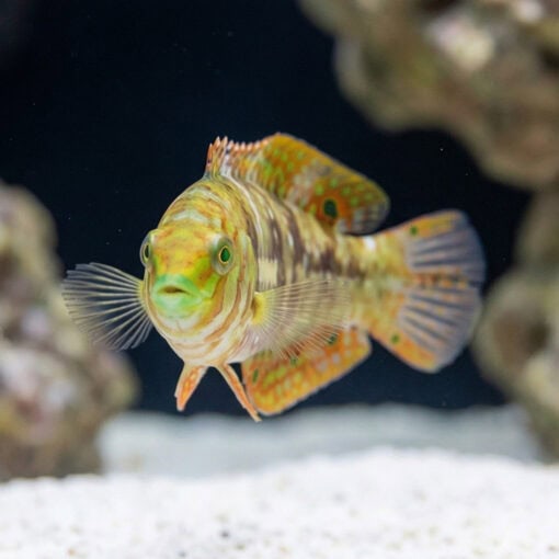 Finspot Wrasse - Image 2