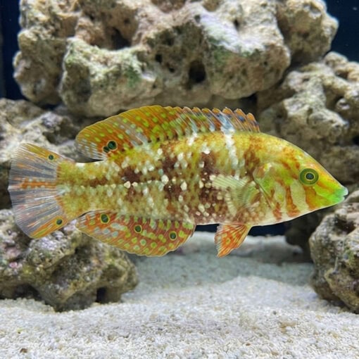Finspot Wrasse - Image 3