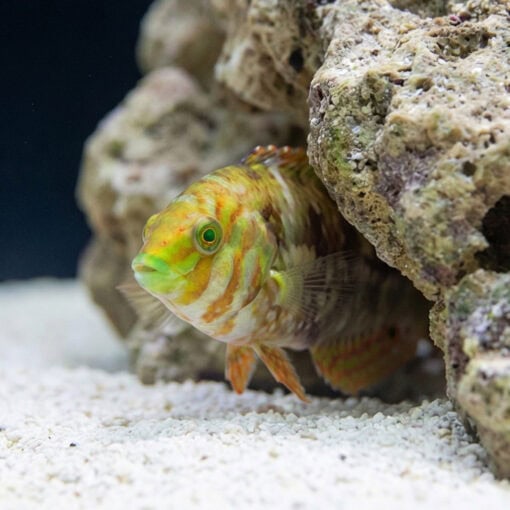 Finspot Wrasse - Image 4