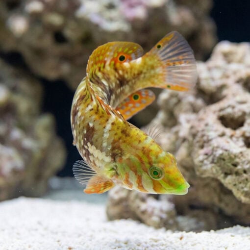 Finspot Wrasse - Image 5