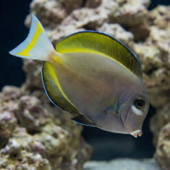 Gold Rim Tang