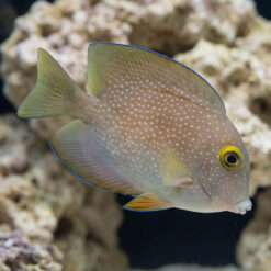 Gold Ring Bristletooth Tang