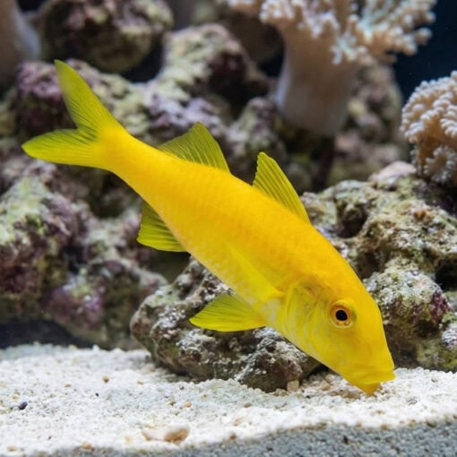 Goldsaddle Goatfish - Image 2