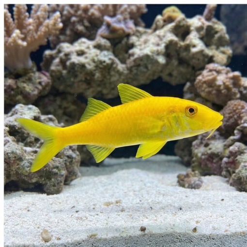 Goldsaddle Goatfish - Image 3